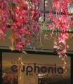 EUPHONIA-Team